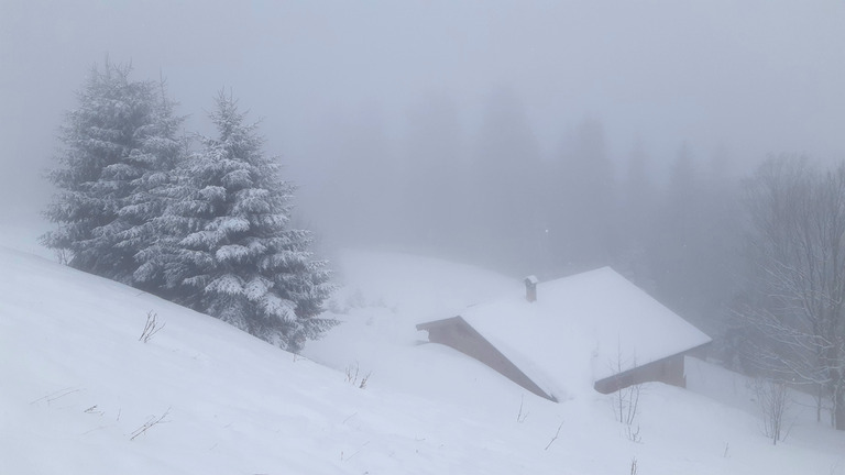 5 à 10cm dans les arbres et sous les nuages