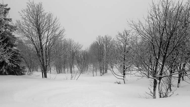 5 à 10cm dans les arbres et sous les nuages