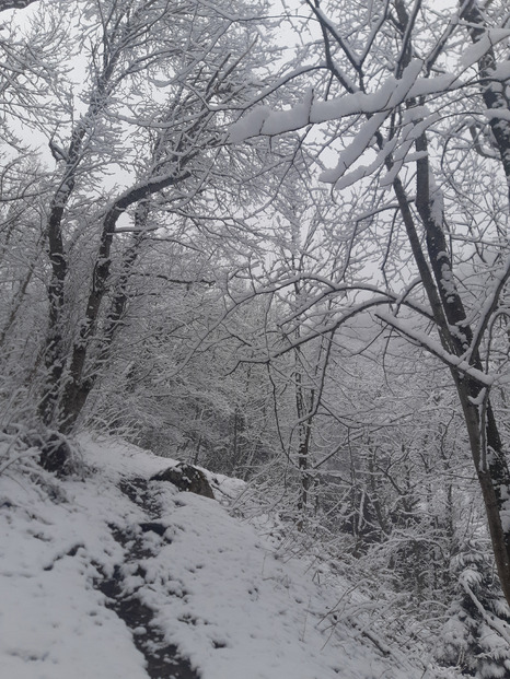 Un peu de bucheronnage sous la 'neige 👍😜