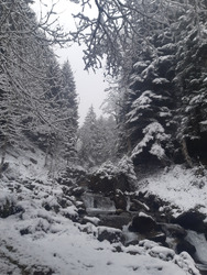 Un peu de bucheronnage sous la 'neige 👍😜