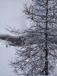 de la powpow!