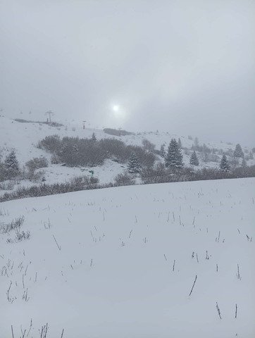 Poudreuse et purée de pois