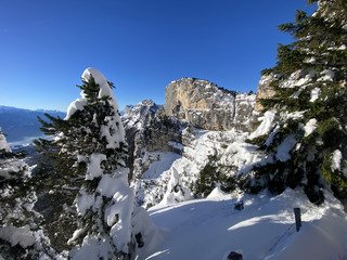 Chartreuse Wonderland