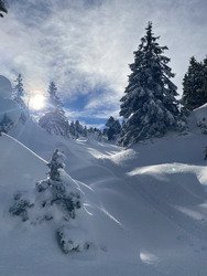 Chartreuse Wonderland