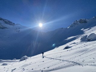 Chartreuse Wonderland