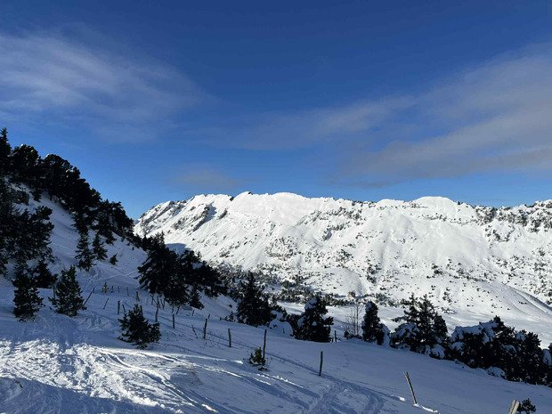 Chartreuse Wonderland