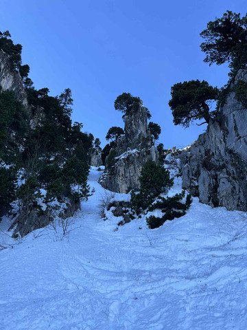 Chartreuse Wonderland