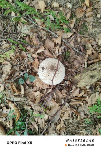 Prospection automnale 