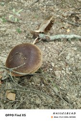 Prospection automnale 