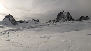 Der à l'aiguille 