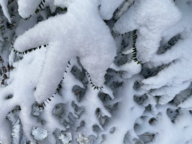 Les 15 premiers centimètres de neige en Chartreuse…