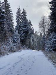 Les 15 premiers centimètres de neige en Chartreuse…