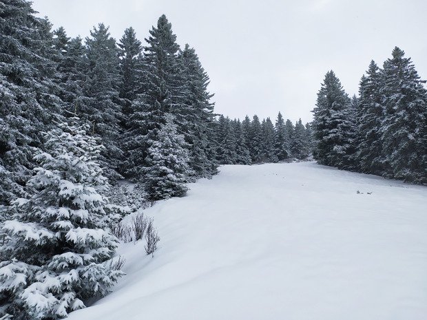 sweet spot avec des sapins