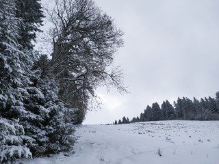 sweet spot avec des sapins