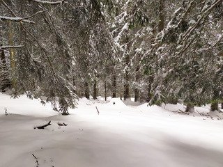 sweet spot avec des sapins
