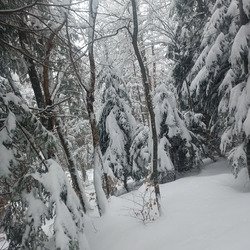 Brassage à Saint Bernard
