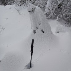 Brassage à Saint Bernard