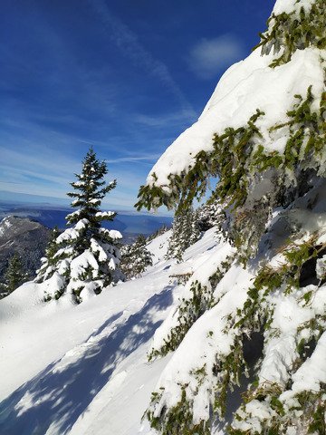 du dream ski en foret 