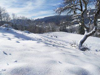 du dream ski en foret 