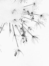 Cadeaux de la nature