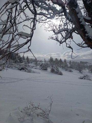 Koalinette au col de la Gardette
