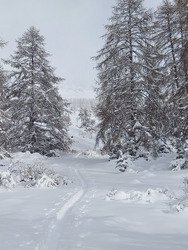 Koalinette au col de la Gardette