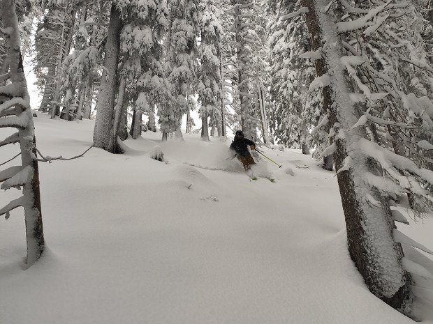Promenons-nous dans les bois 🪵
