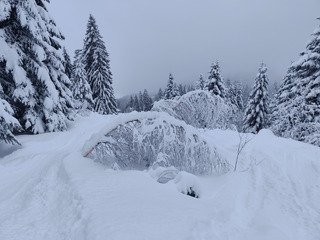 Promenons-nous dans les bois 🪵