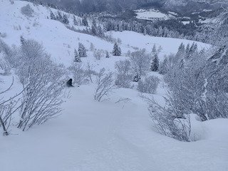 Promenons-nous dans les bois 🪵