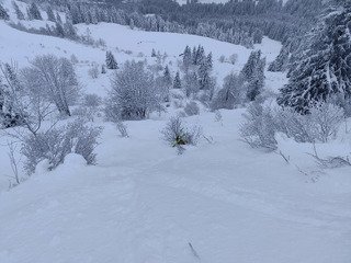 Promenons-nous dans les bois 🪵