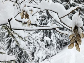 Journ&eacute;e 5 P : Poudre - PIDA - Peaux - Prariond - Plongeon