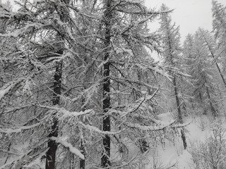 Encore un samedi poudreux