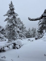 &iexcl;Viva Cerdanya!