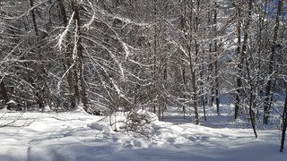 300 D+ max J2 &Ccedil;a frise l'ind&eacute;cence 