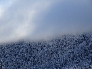 Chartreuse Blanche