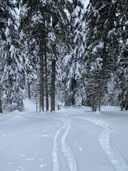 La Chartreuse comme nous aimerions la voir plus souvent!