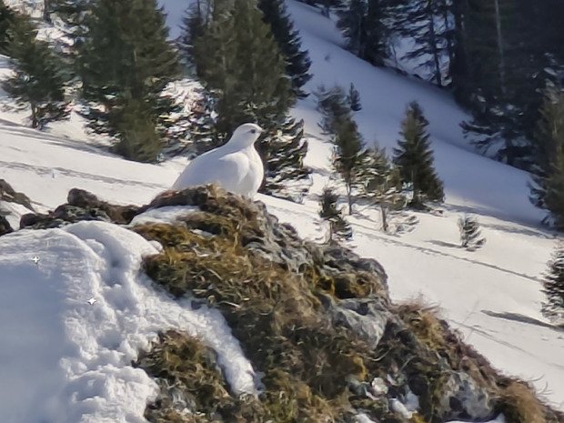 La routourne de poupoudre n'a pas encore tourn&eacute; 