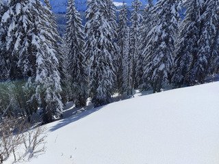 Apowpowcalypse ❄️❄️❄️