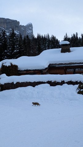 Pas un chat ... Ah si !