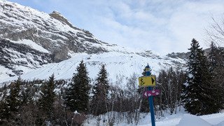 Pas un chat ... Ah si !