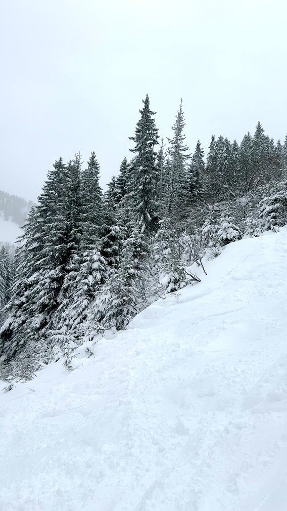 Jour de neige, jour de sapins 🌲 
