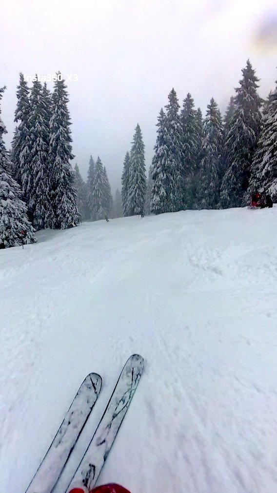 Jour de neige, jour de sapins 🌲 