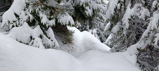 Ambiance grand nord canadien 