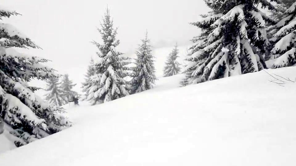 Le paradis de la poudreuse,c'est dans La For&ecirc;t !