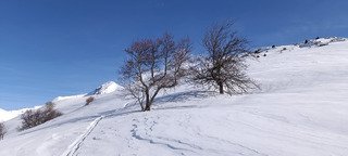P&egrave;lerinage aux grandes Buffles