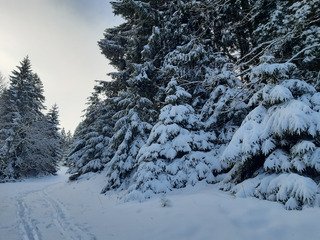 Back dans les Brasses