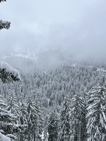 Poudre dans la pur&eacute;e de pois