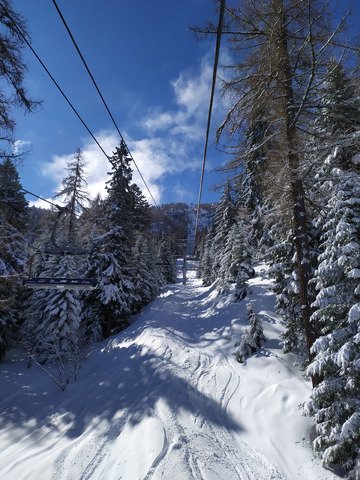 i kissed a tree... and i liked it