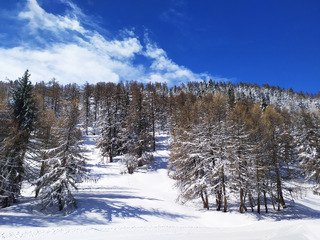i kissed a tree... and i liked it
