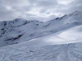 i kissed a tree... and i liked it